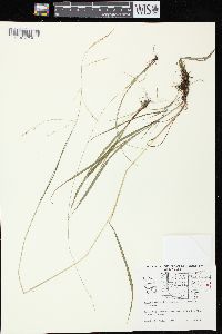 Festuca subverticillata image