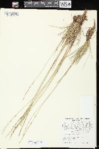 Lolium perenne subsp. perenne image