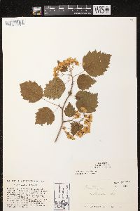 Crataegus coccinea image