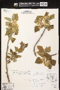 Crataegus mollis image