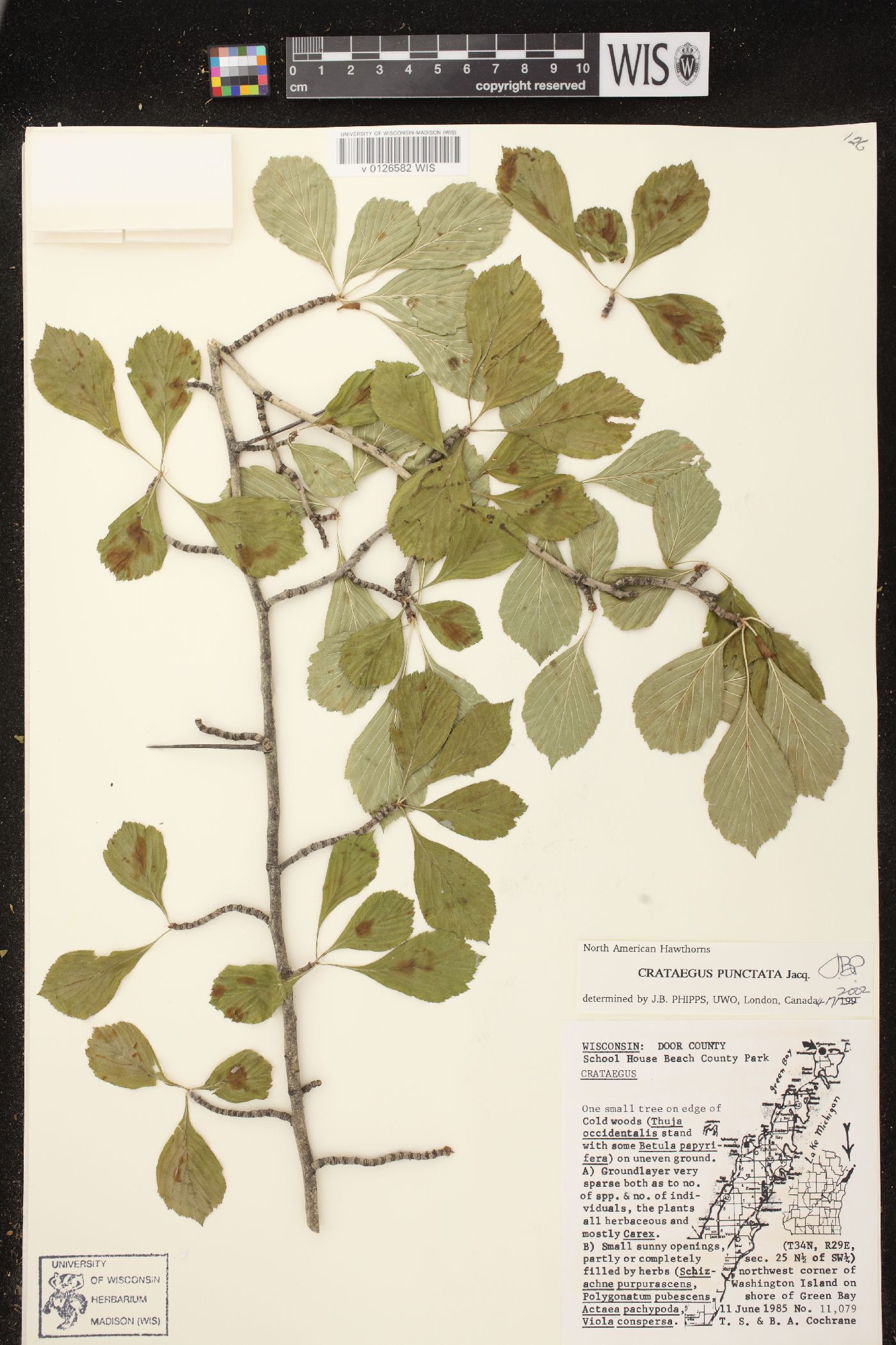 Crataegus punctata image