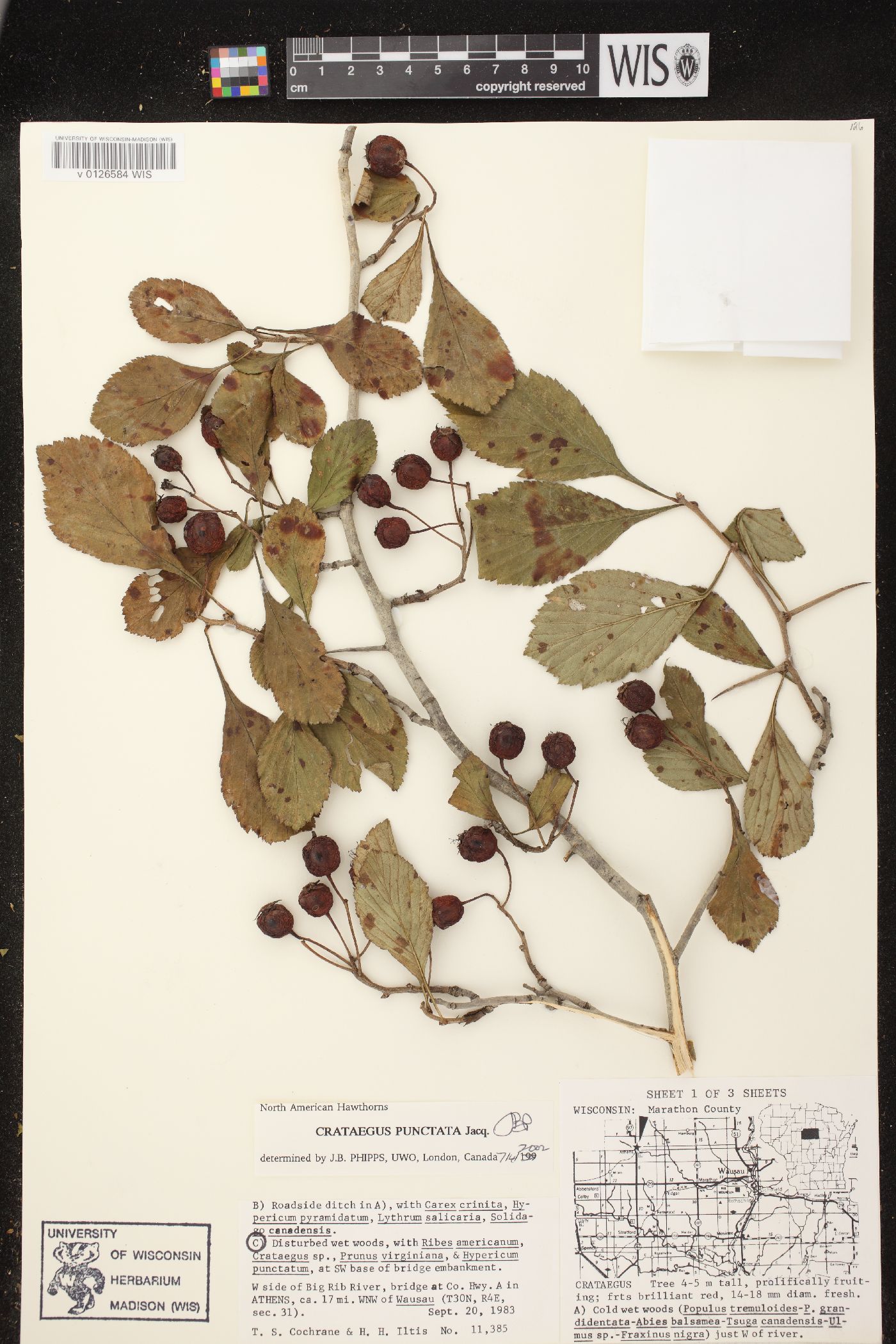Crataegus punctata image