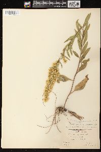 Solidago rigidiuscula image