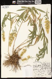 Solidago rigidiuscula image