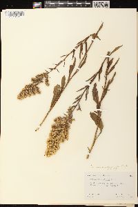 Solidago rigidiuscula image