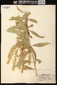 Solidago rigidiuscula image