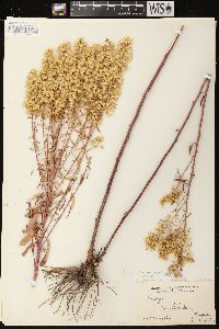 Solidago rigidiuscula image