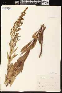 Solidago rigidiuscula image