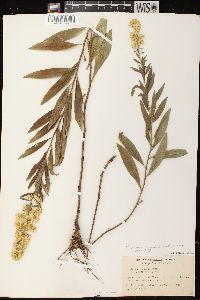 Solidago rigidiuscula image