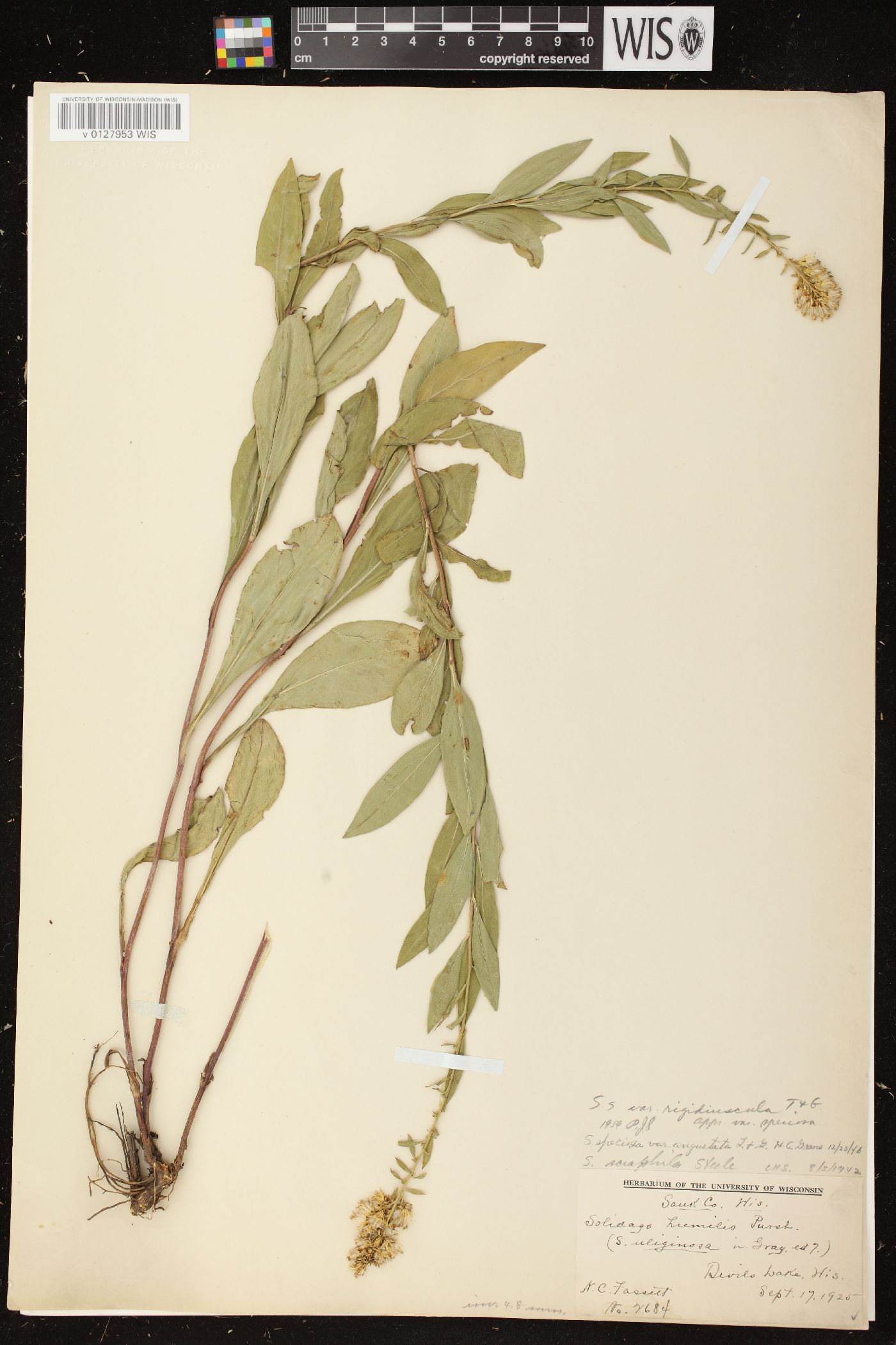 Solidago rigidiuscula image