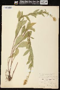 Solidago rigidiuscula image