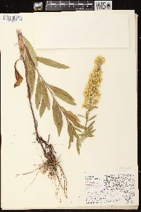 Solidago rigidiuscula image