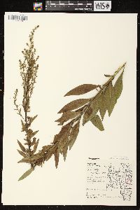 Solidago speciosa image