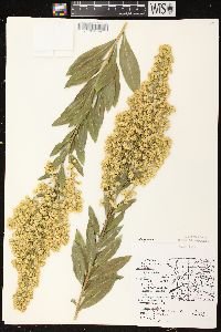 Solidago speciosa image