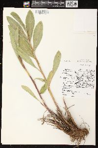 Solidago speciosa image