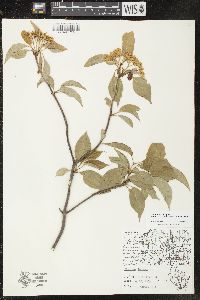 Viburnum lentago image