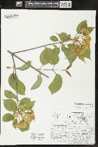 Viburnum lentago image