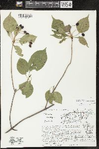 Viburnum lentago image