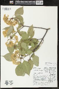 Viburnum lentago image