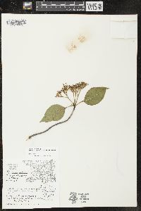 Viburnum lentago image