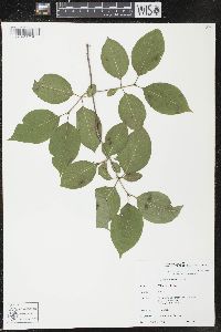 Viburnum lentago image