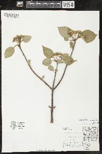 Viburnum lentago image