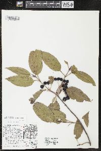 Viburnum lentago image