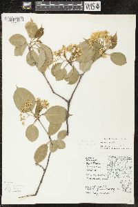 Viburnum lentago image