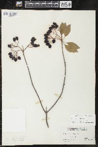 Viburnum lentago image