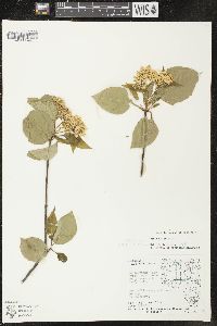 Viburnum lentago image