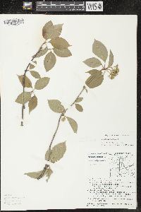 Viburnum lentago image