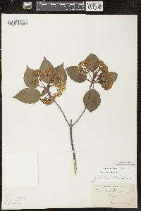 Viburnum lentago image