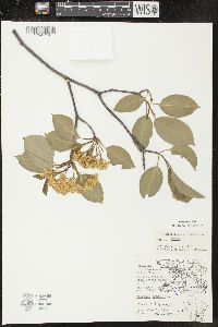 Viburnum lentago image