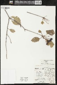 Viburnum lentago image