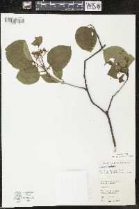 Viburnum lentago image