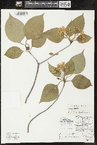 Viburnum lentago image