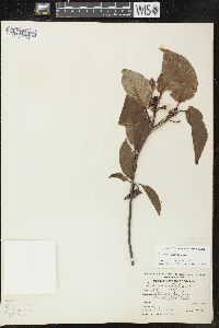 Viburnum lentago image