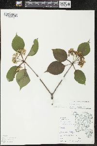 Viburnum lentago image