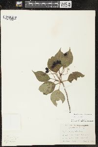 Viburnum lentago image