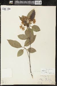 Viburnum lentago image