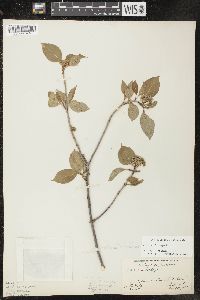 Viburnum lentago image