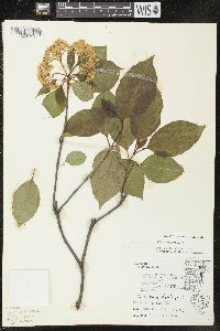 Viburnum lentago image