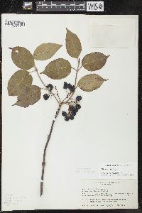 Viburnum lentago image