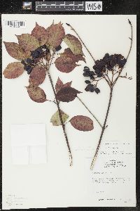 Viburnum lentago image