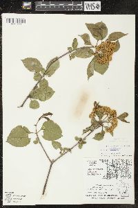 Viburnum lentago image