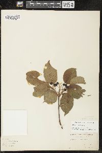 Viburnum lentago image