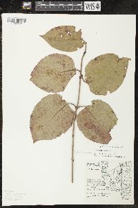 Viburnum lentago image