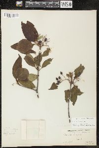 Viburnum lentago image