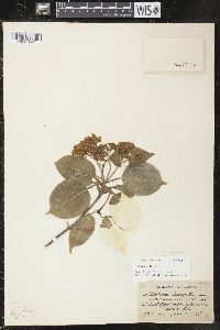 Viburnum lentago image