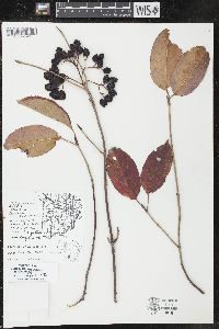 Viburnum lentago image